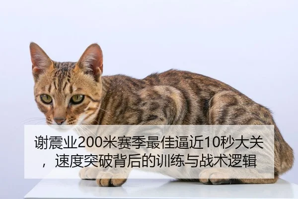 谢震业200米赛季最佳逼近10秒大关，速度突破背后的训练与战术逻辑